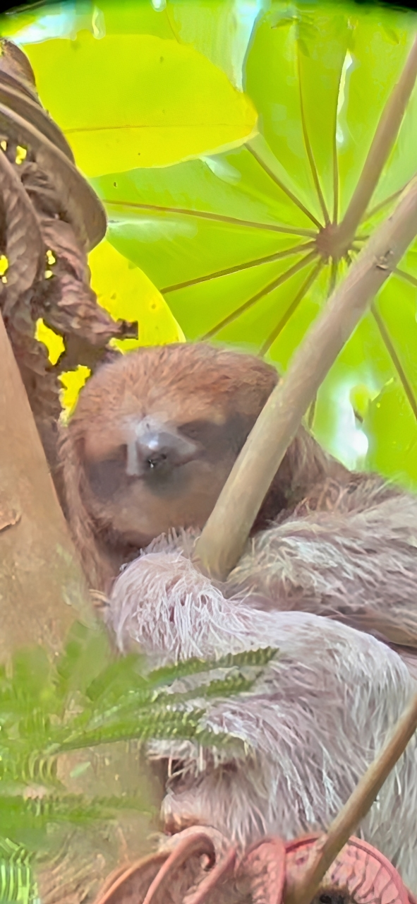 Sloth resting on a tree branch.